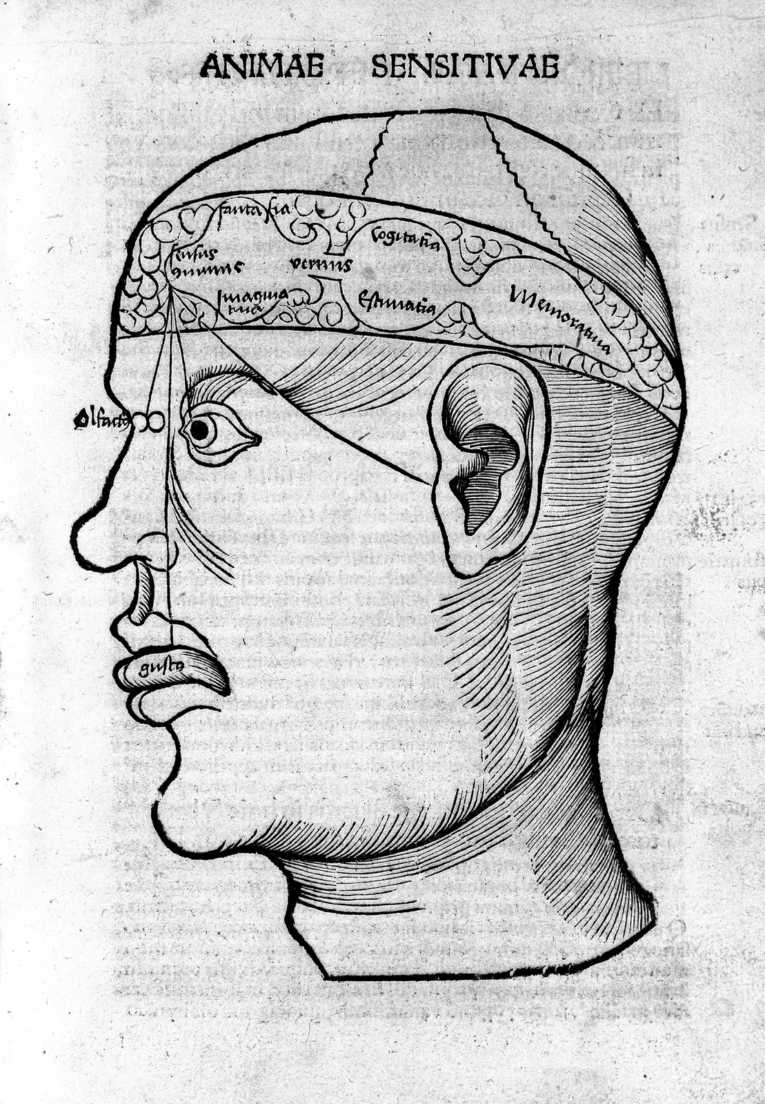 A 1503 woodcut in profile showing sensory pathways entering a schematic brain divided into labeled internal compartments representing mental faculties.